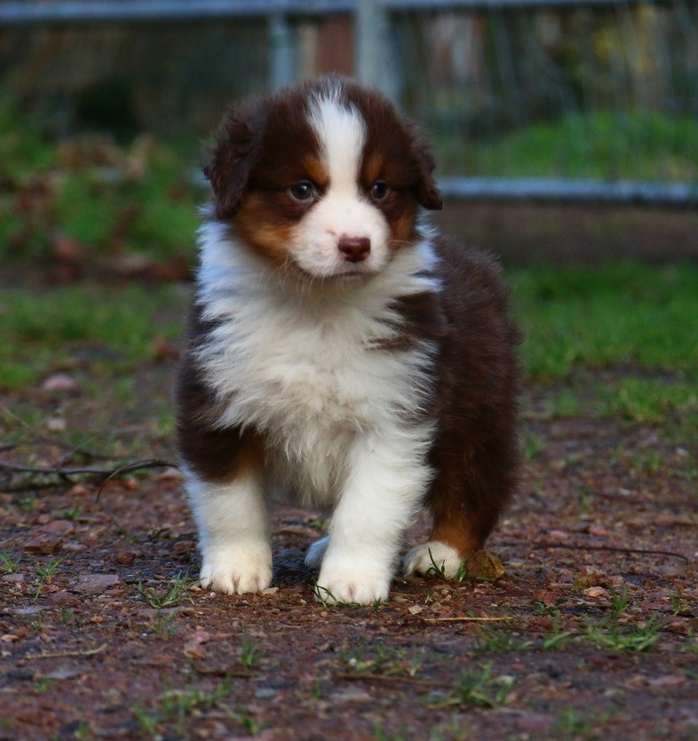 du temple de Palés - Chiots disponibles - Berger Américain Miniature 