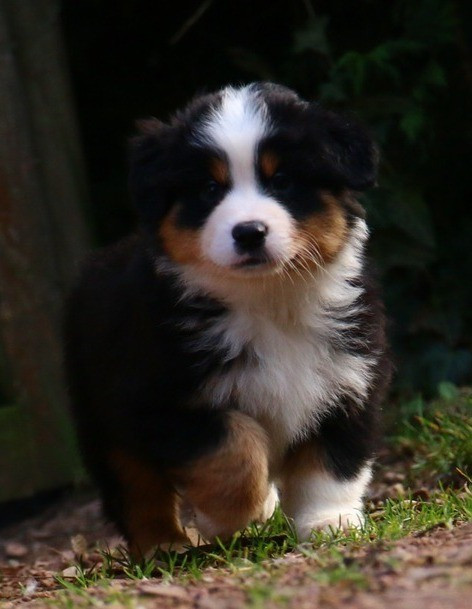 du temple de Palés - Chiots disponibles - Berger Américain Miniature 