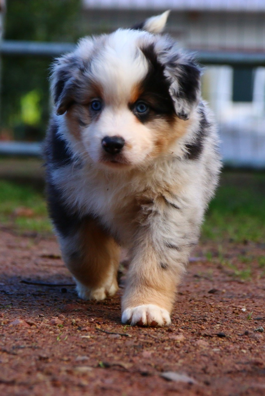 du temple de Palés - Chiots disponibles - Berger Américain Miniature 