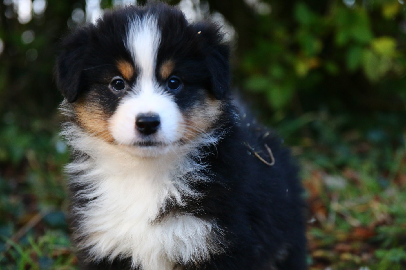 du temple de Palés - Chiots disponibles - Berger Américain Miniature 