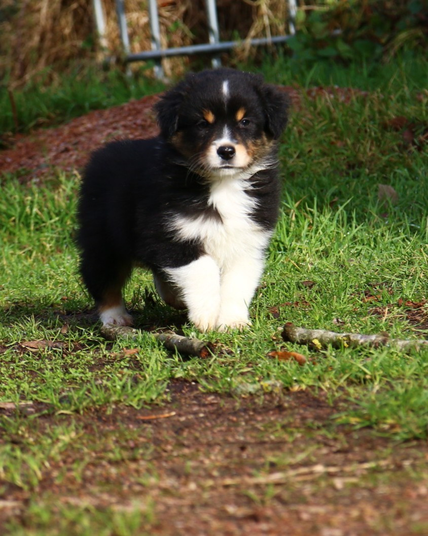 du temple de Palés - Chiots disponibles - Berger Américain Miniature 