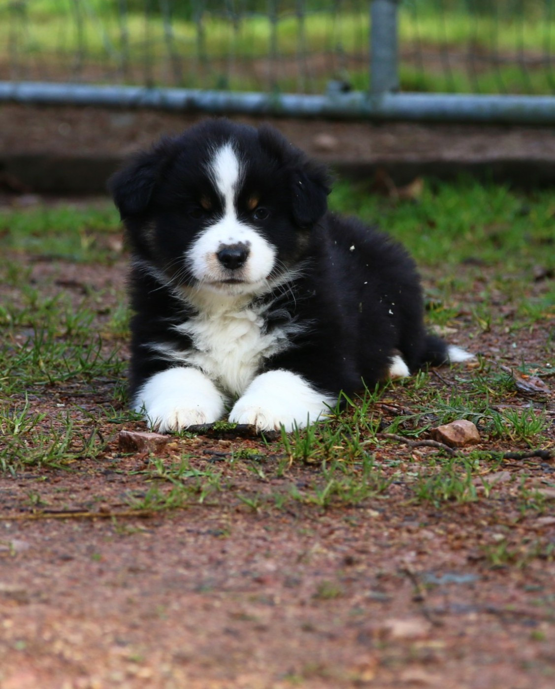 du temple de Palés - Chiots disponibles - Berger Américain Miniature 