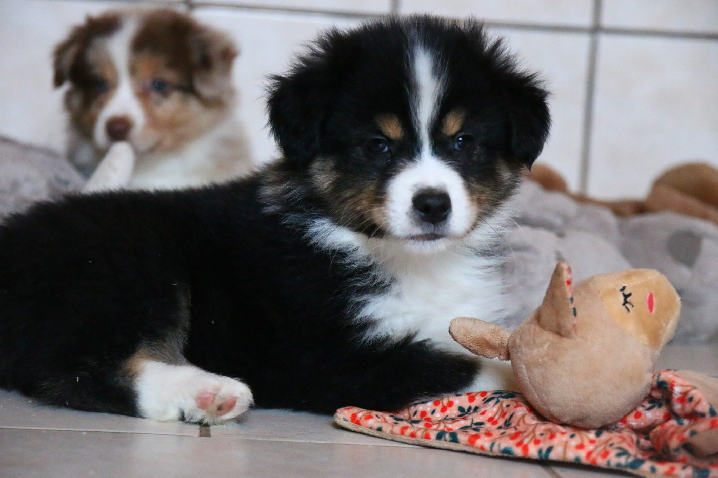 du temple de Palés - Chiots disponibles - Berger Américain Miniature 