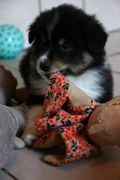 du temple de Palés - Chiots disponibles - Berger Américain Miniature 