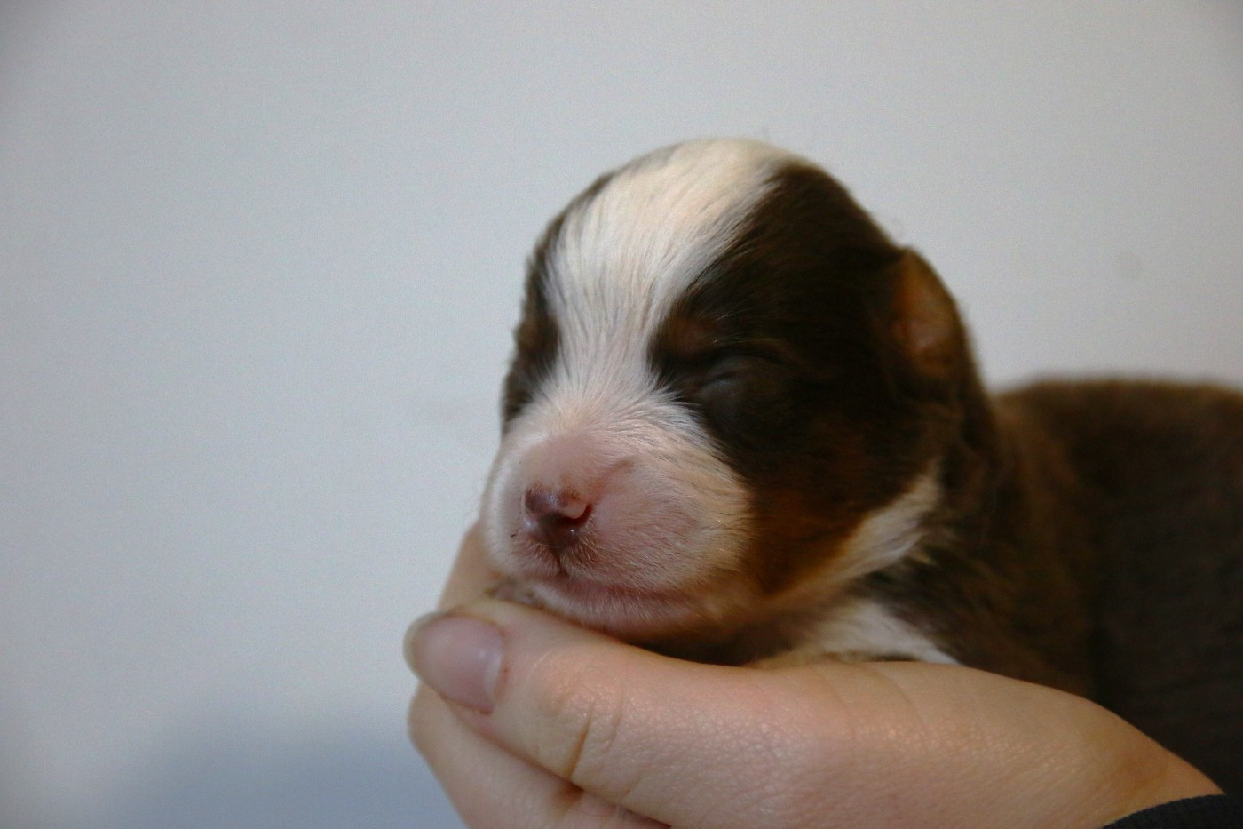 du temple de Palés - Chiots disponibles - Berger Américain Miniature 