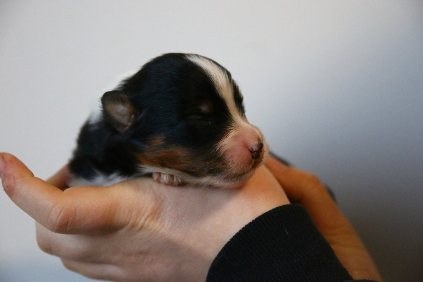 du temple de Palés - Chiots disponibles - Berger Américain Miniature 