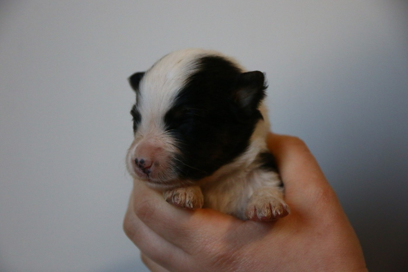 du temple de Palés - Chiots disponibles - Berger Américain Miniature 