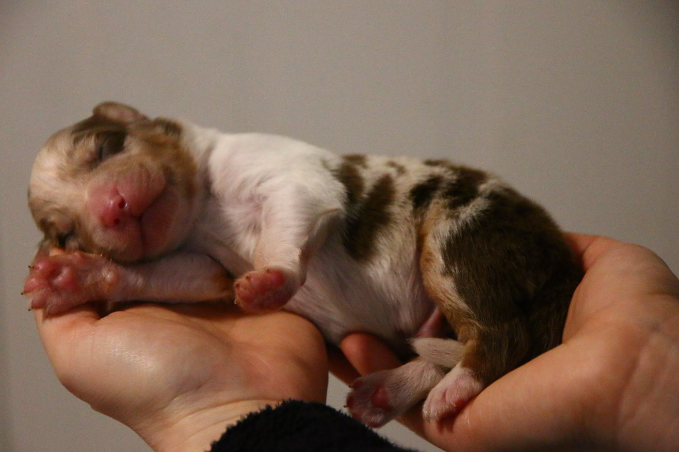 du temple de Palés - Chiots disponibles - Berger Australien