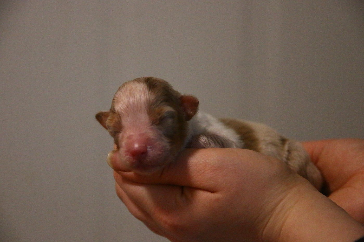 du temple de Palés - Chiots disponibles - Berger Australien