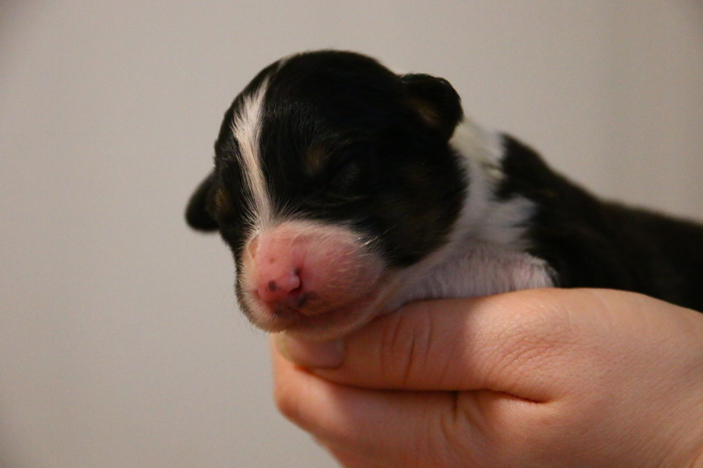 du temple de Palés - Chiots disponibles - Berger Australien