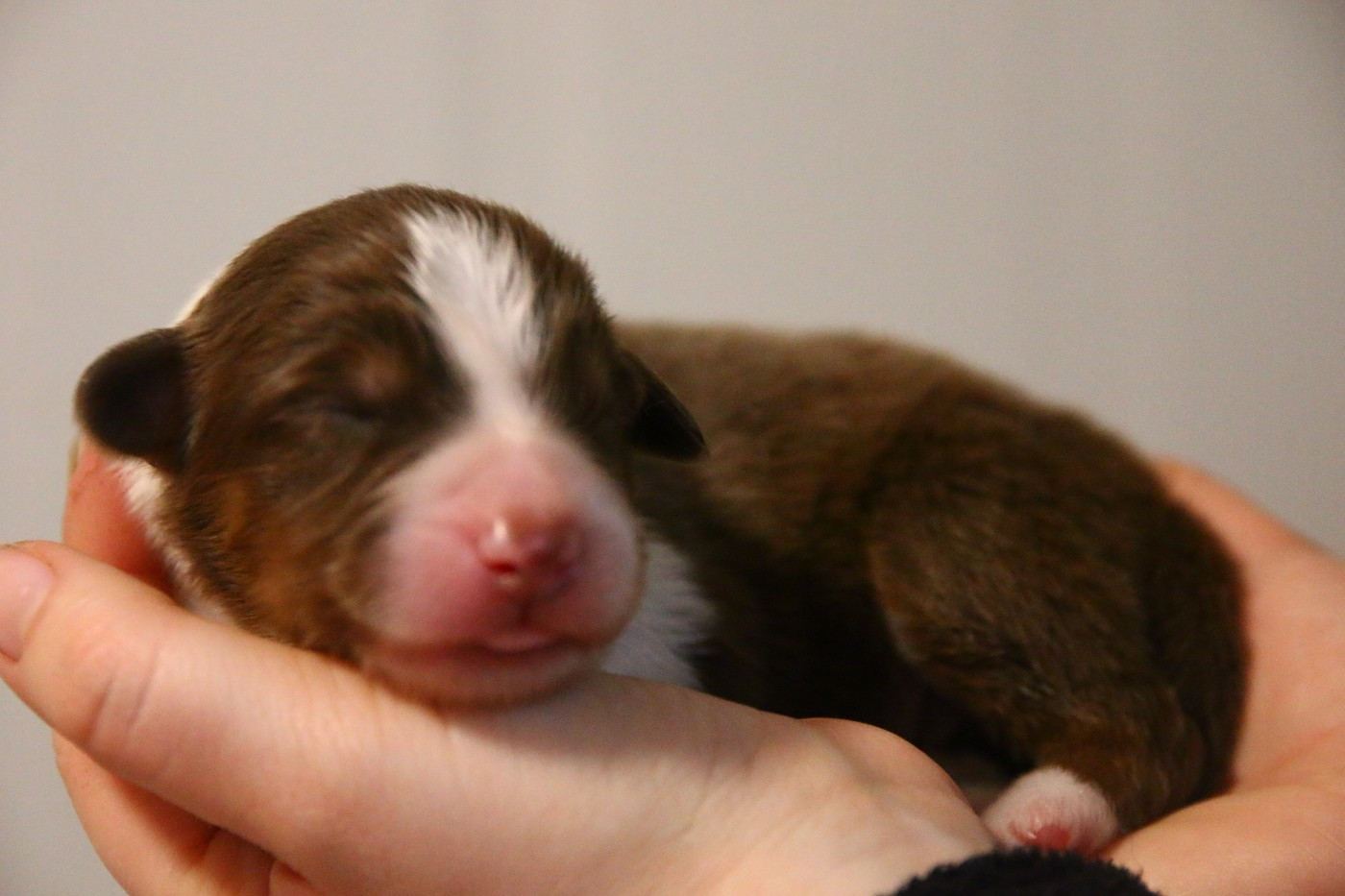 du temple de Palés - Chiots disponibles - Berger Australien