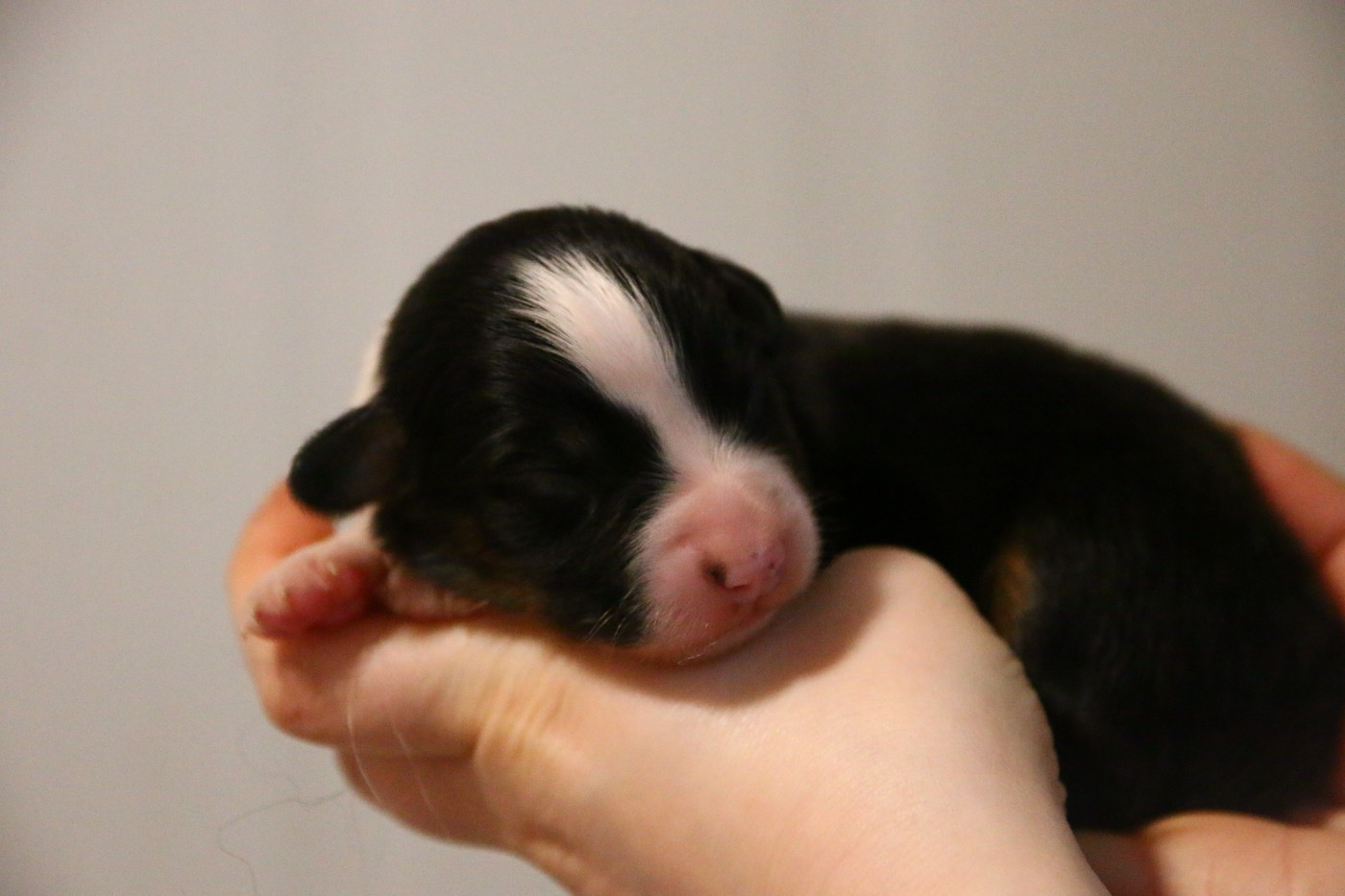 du temple de Palés - Chiots disponibles - Berger Australien