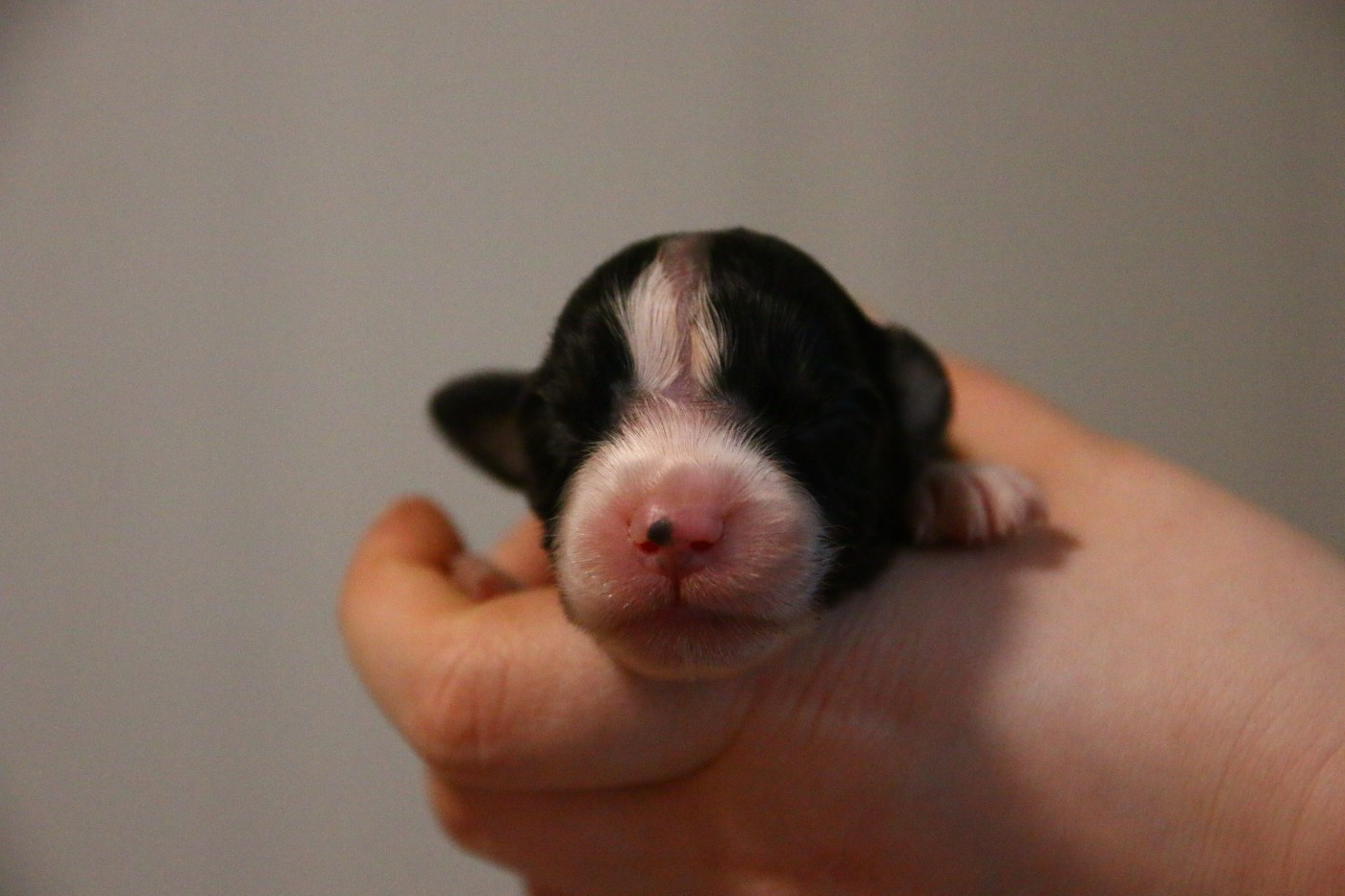 du temple de Palés - Chiots disponibles - Berger Australien