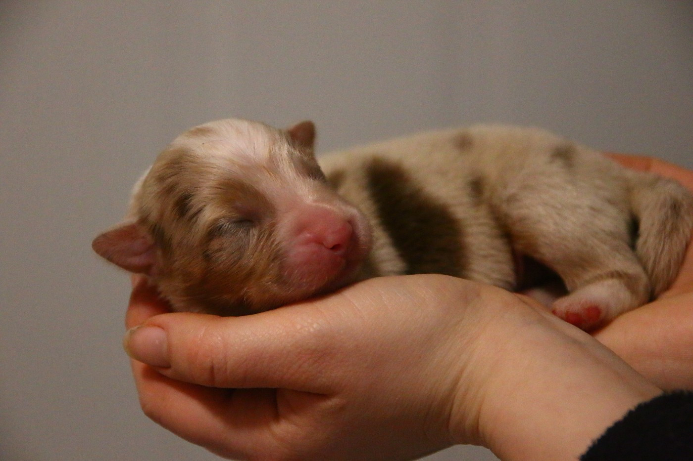 du temple de Palés - Chiots disponibles - Berger Australien