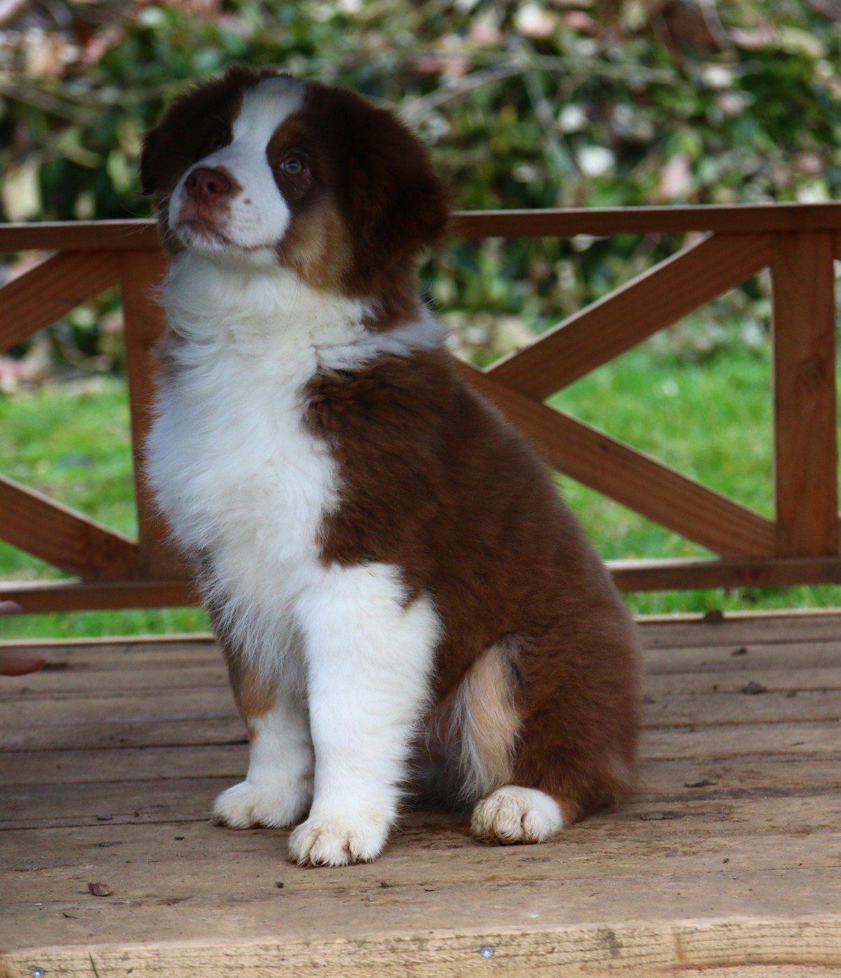 du temple de Palés - Chiots disponibles - Berger Américain Miniature 