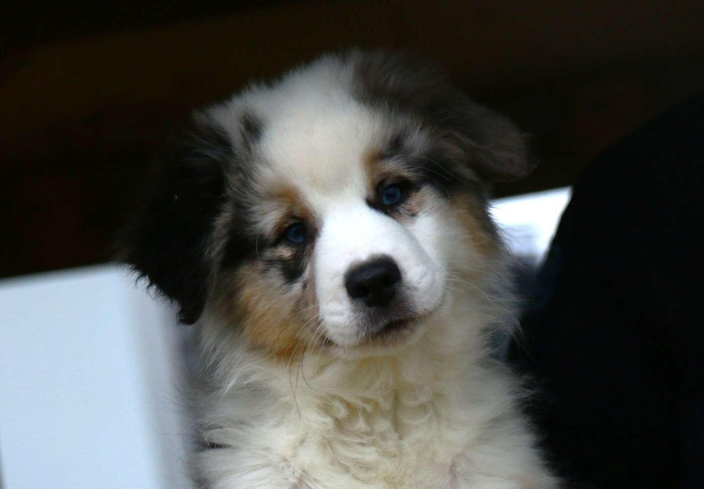 du temple de Palés - Chiots disponibles - Berger Américain Miniature 