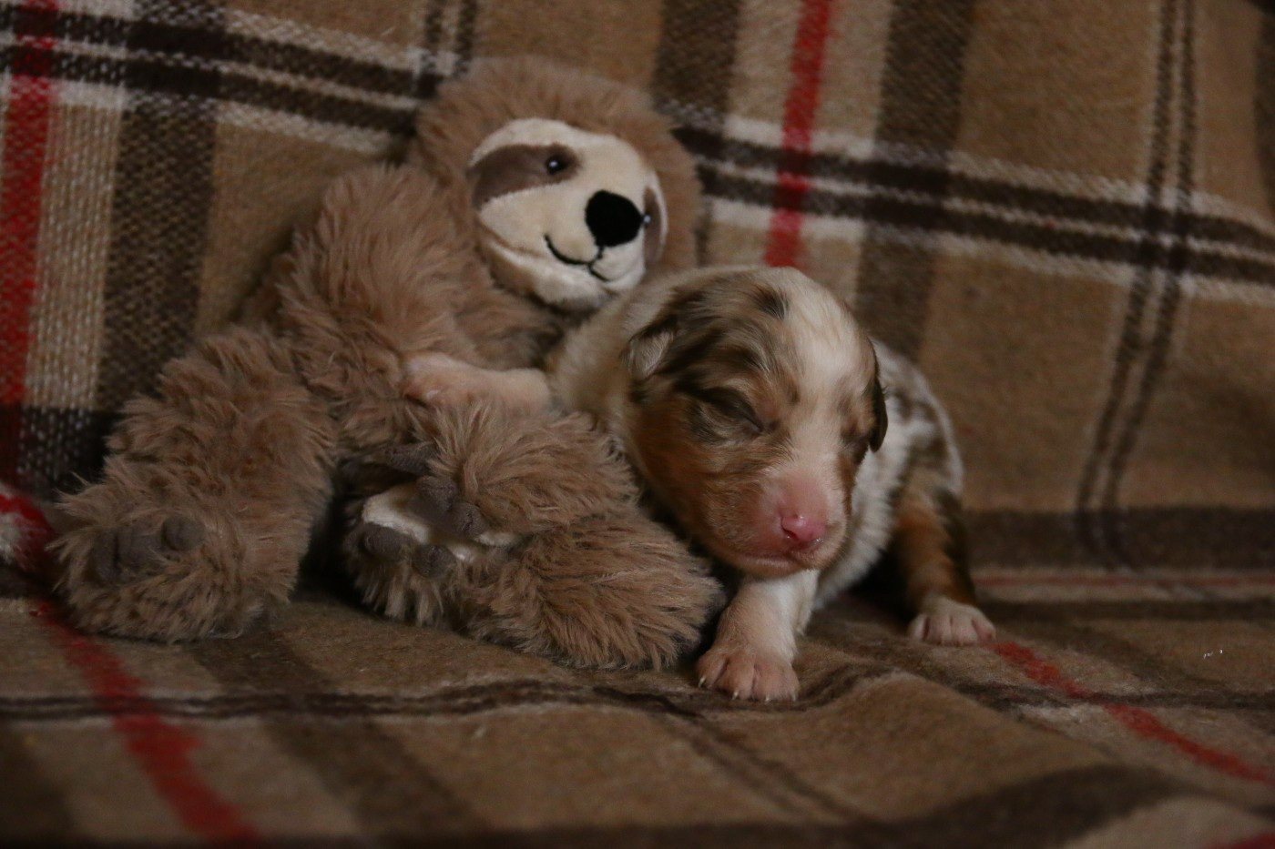 du temple de Palés - Chiots disponibles - Berger Australien