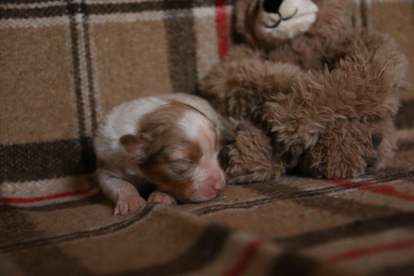 du temple de Palés - Chiots disponibles - Berger Australien