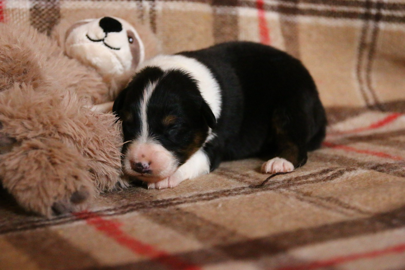 du temple de Palés - Chiots disponibles - Berger Australien