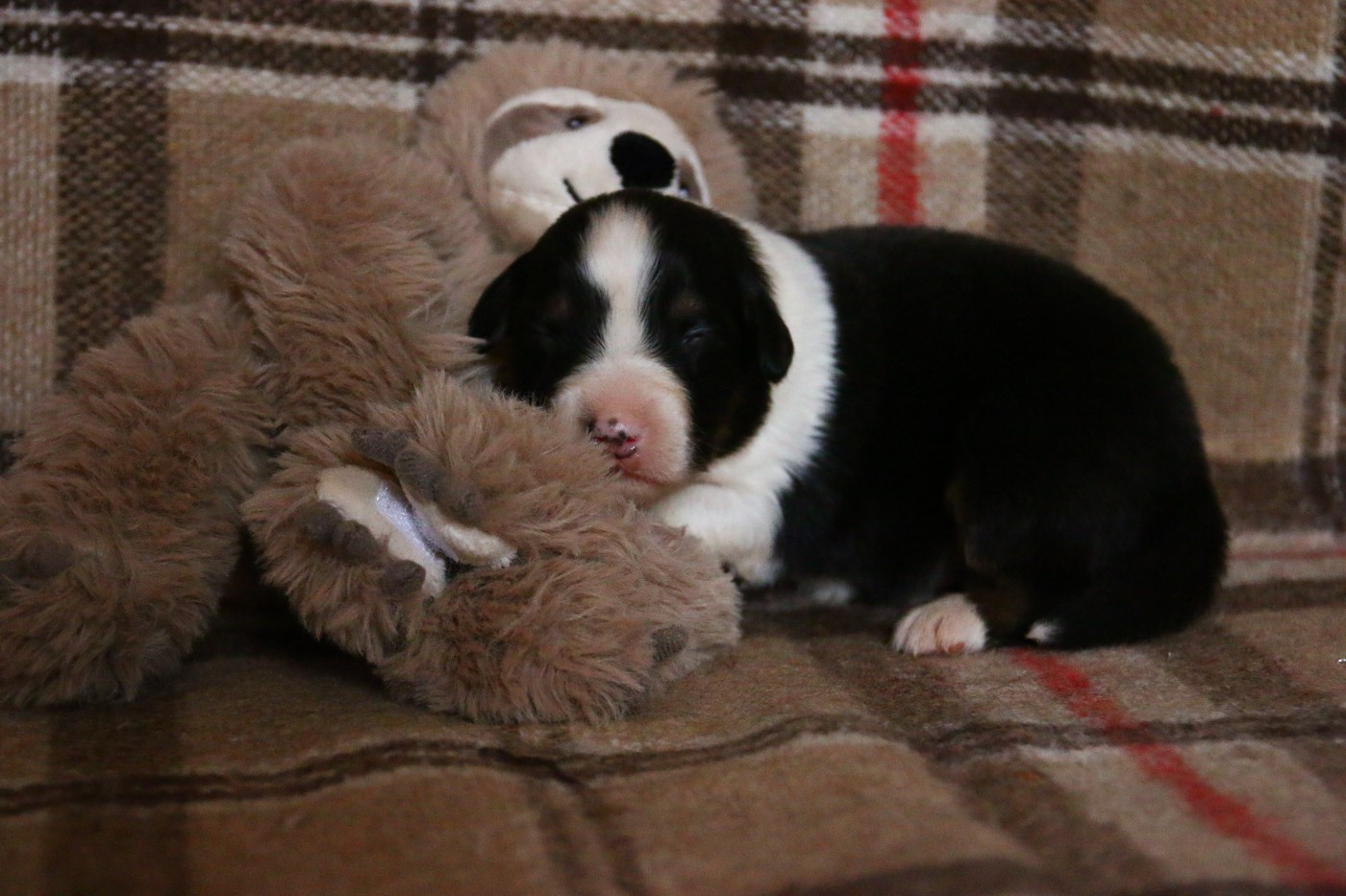 du temple de Palés - Chiots disponibles - Berger Australien