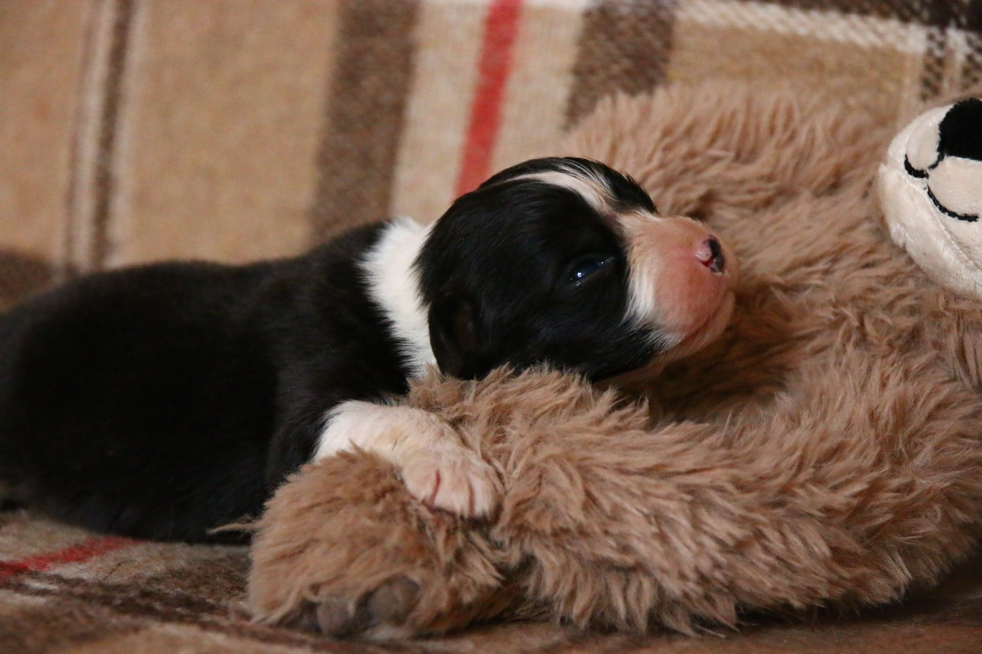 du temple de Palés - Chiots disponibles - Berger Australien