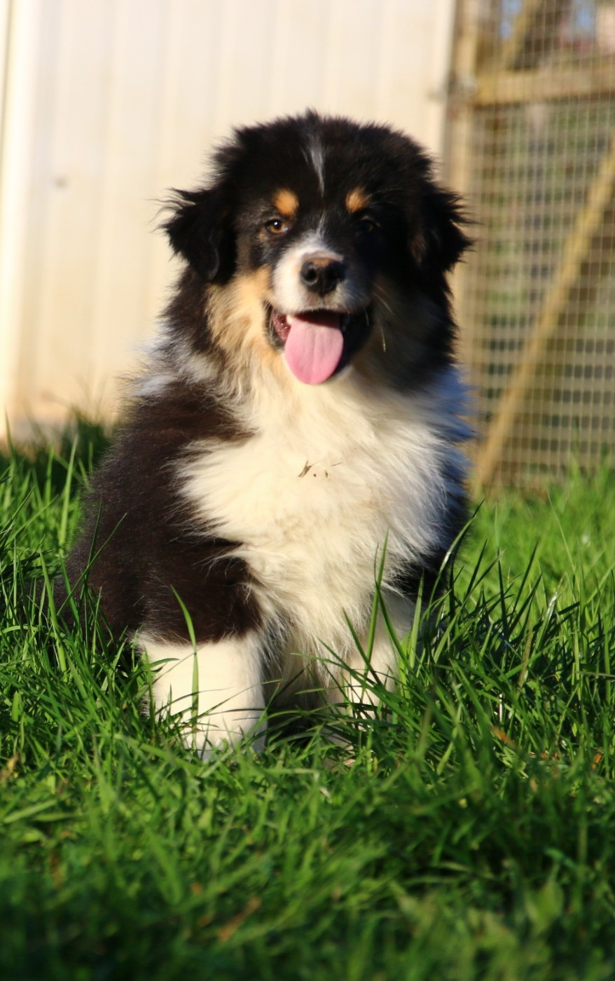 du temple de Palés - Chiots disponibles - Berger Américain Miniature 