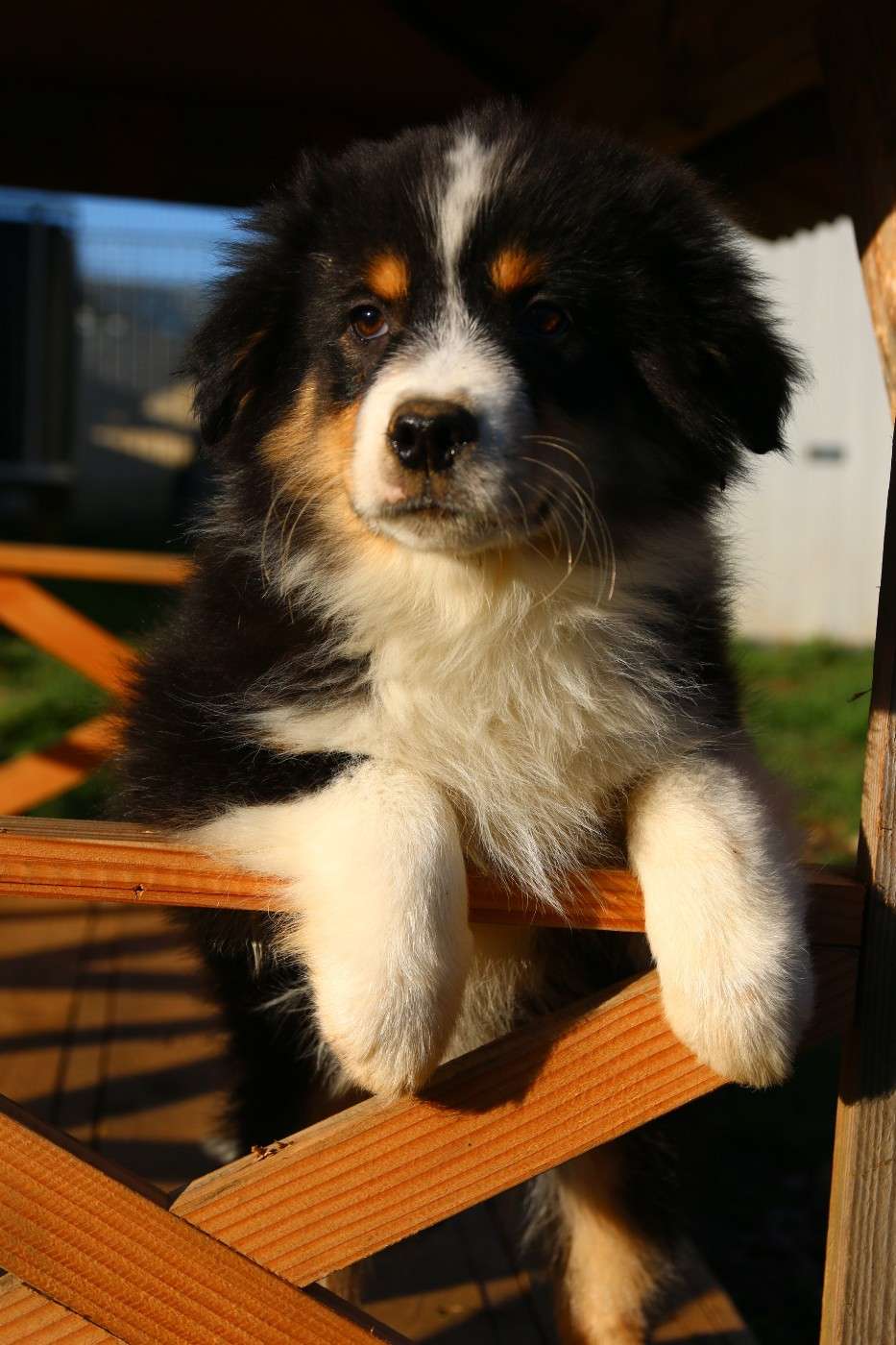 du temple de Palés - Chiots disponibles - Berger Américain Miniature 