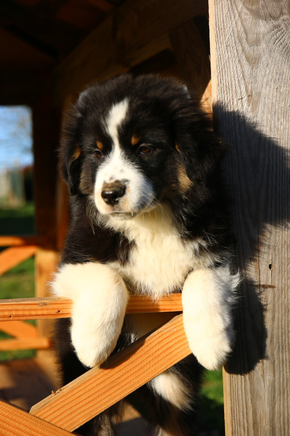 du temple de Palés - Chiots disponibles - Berger Américain Miniature 