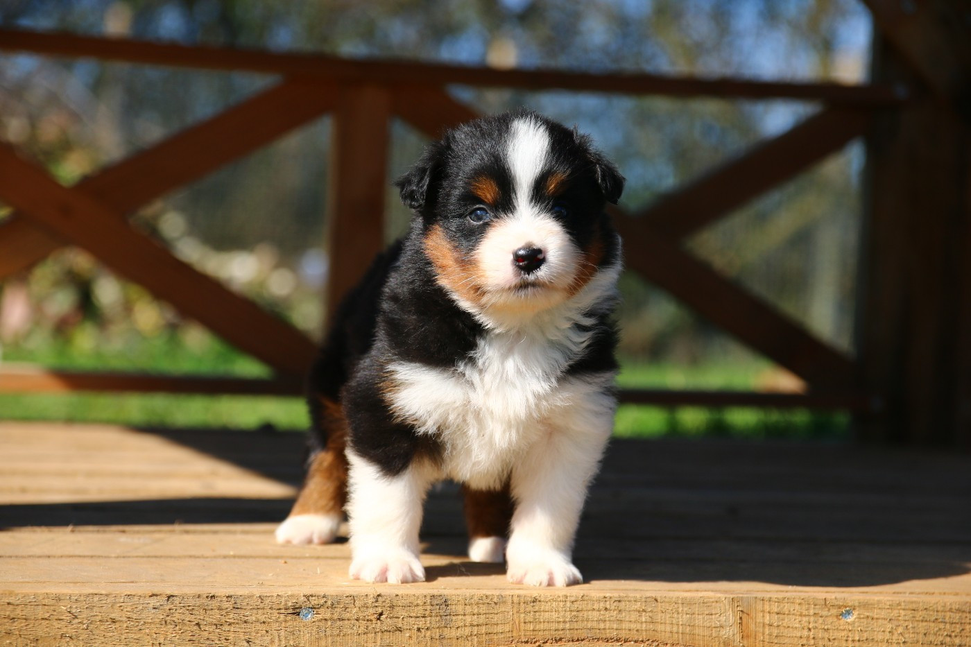 du temple de Palés - Chiots disponibles - Berger Américain Miniature 