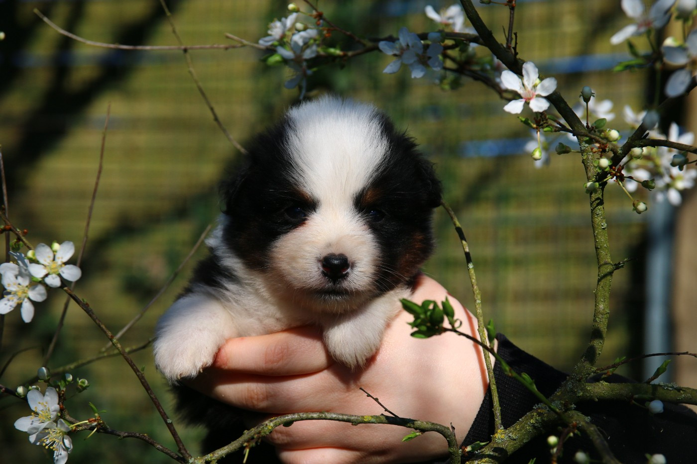 du temple de Palés - Chiots disponibles - Berger Américain Miniature 