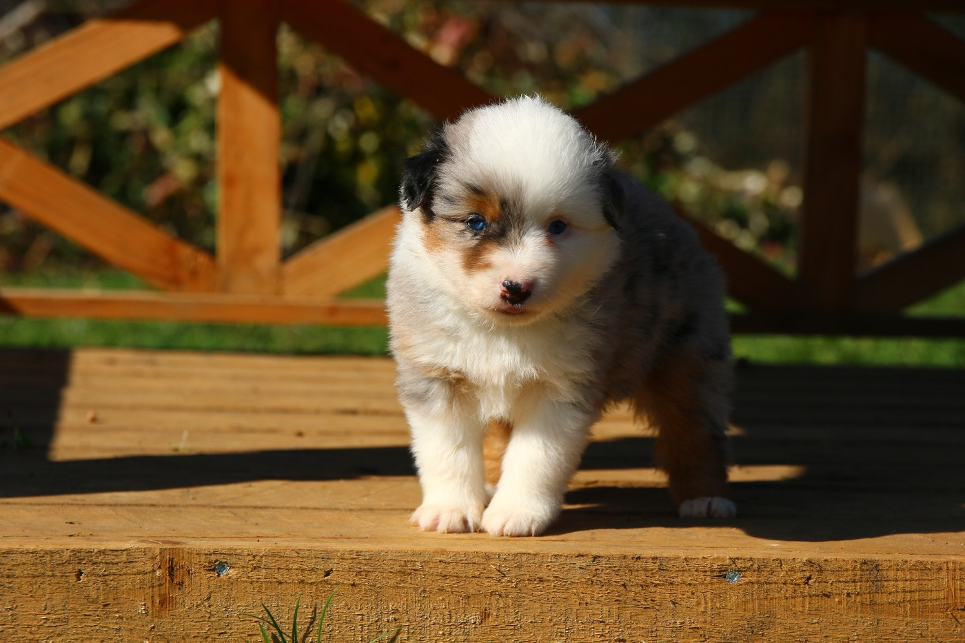 du temple de Palés - Chiots disponibles - Berger Américain Miniature 