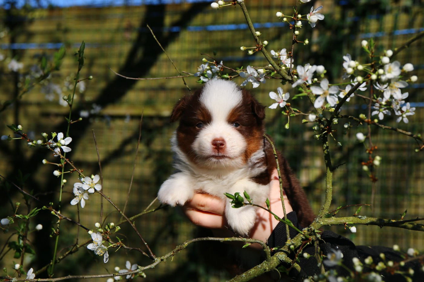 du temple de Palés - Chiots disponibles - Berger Américain Miniature 