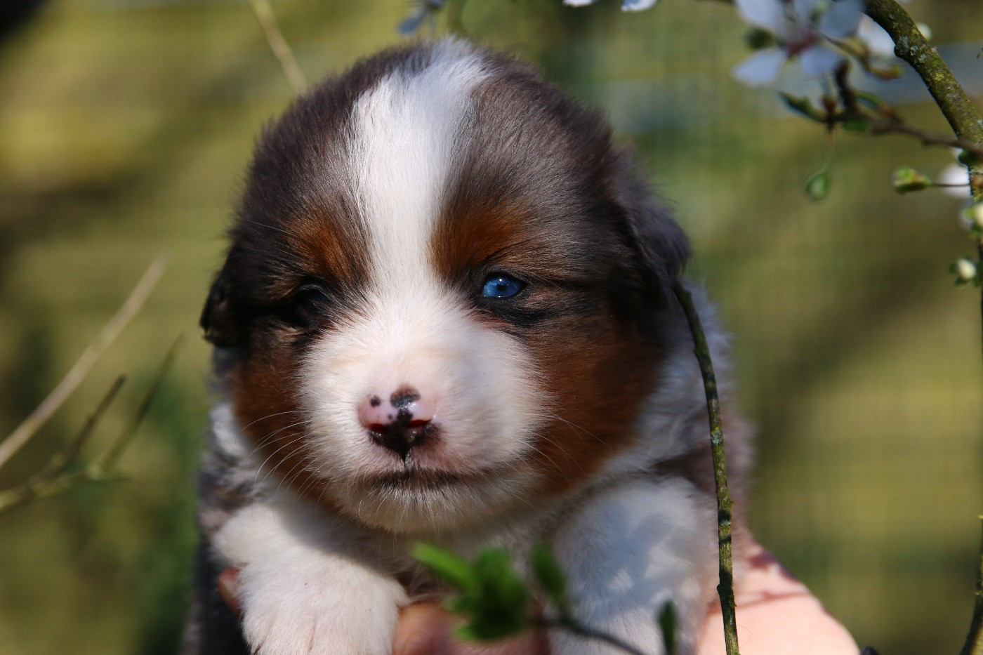 du temple de Palés - Chiots disponibles - Berger Américain Miniature 
