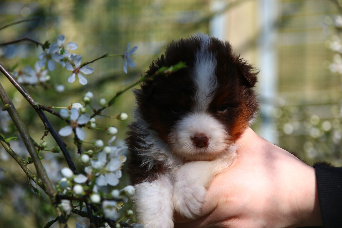du temple de Palés - Chiots disponibles - Berger Américain Miniature 