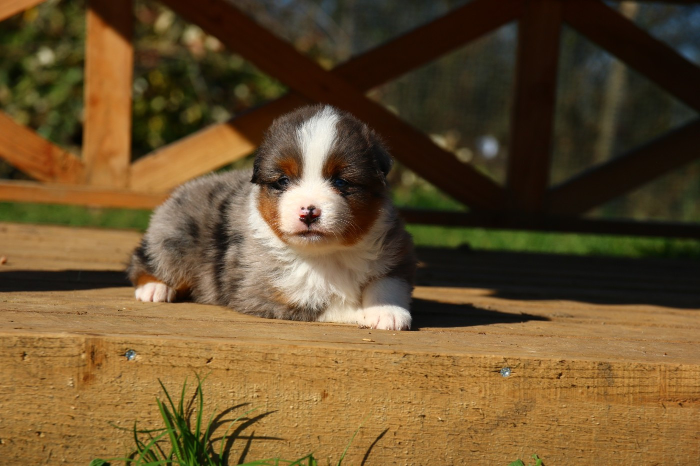 du temple de Palés - Berger Américain Miniature  - Portée née le 04/02/2026