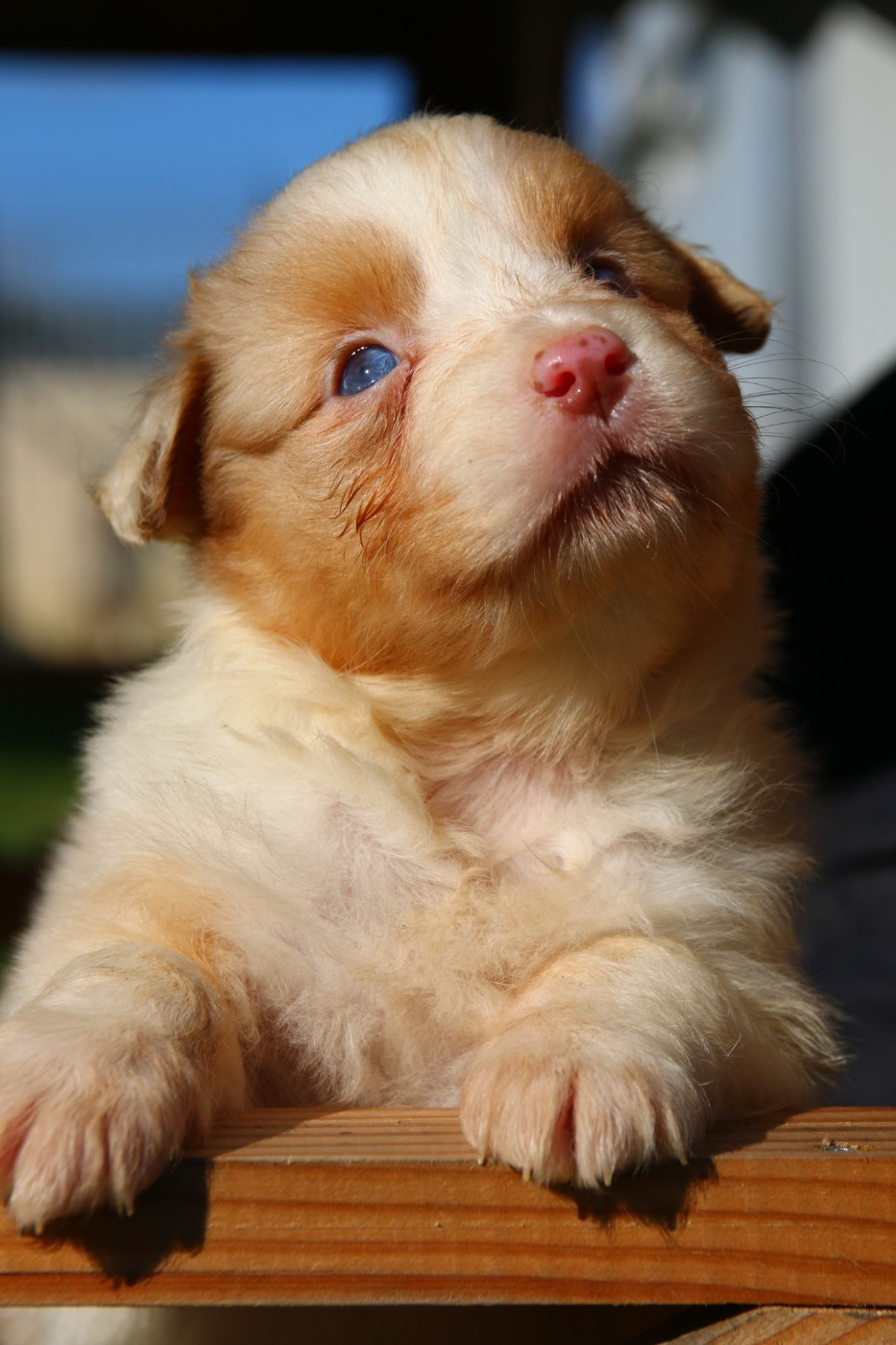 du temple de Palés - Chiots disponibles - Berger Australien