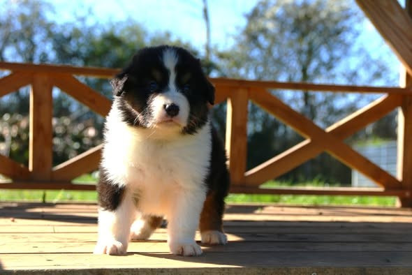 du temple de Palés - Chiots disponibles - Berger Australien