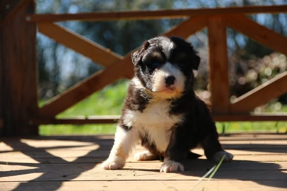 du temple de Palés - Chiots disponibles - Berger Australien