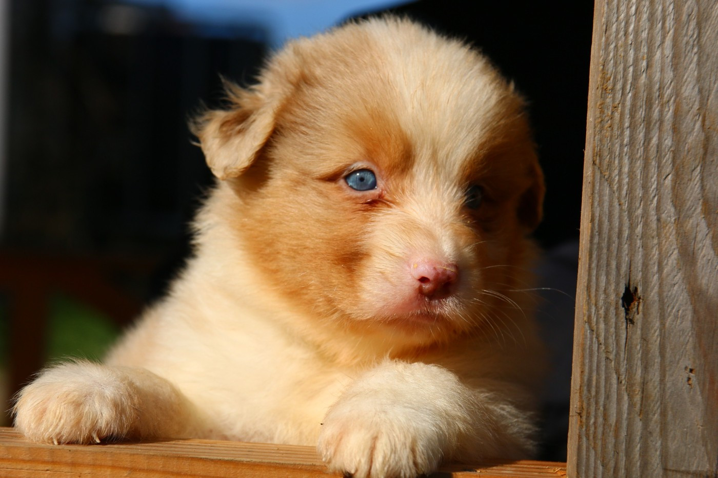 du temple de Palés - Chiots disponibles - Berger Australien