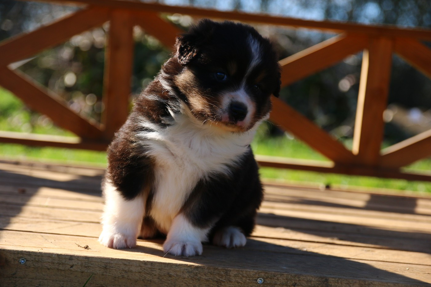 du temple de Palés - Chiots disponibles - Berger Australien