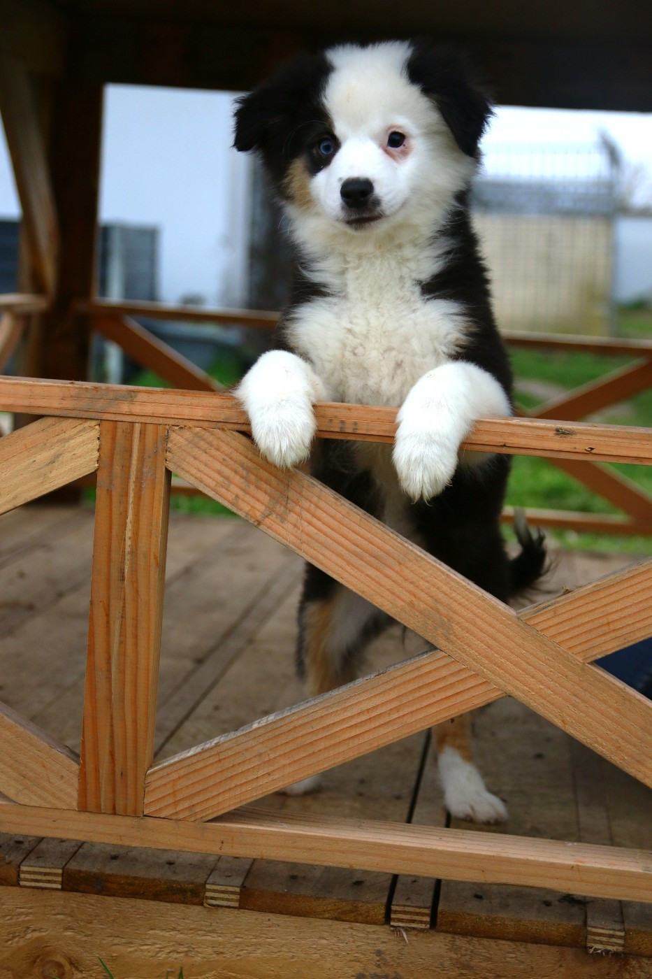du temple de Palés - Berger Américain Miniature  - Portée née le 24/11/2025