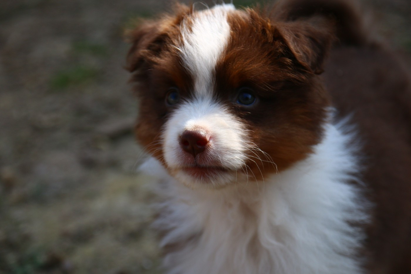 du temple de Palés - Chiots disponibles - Berger Américain Miniature 