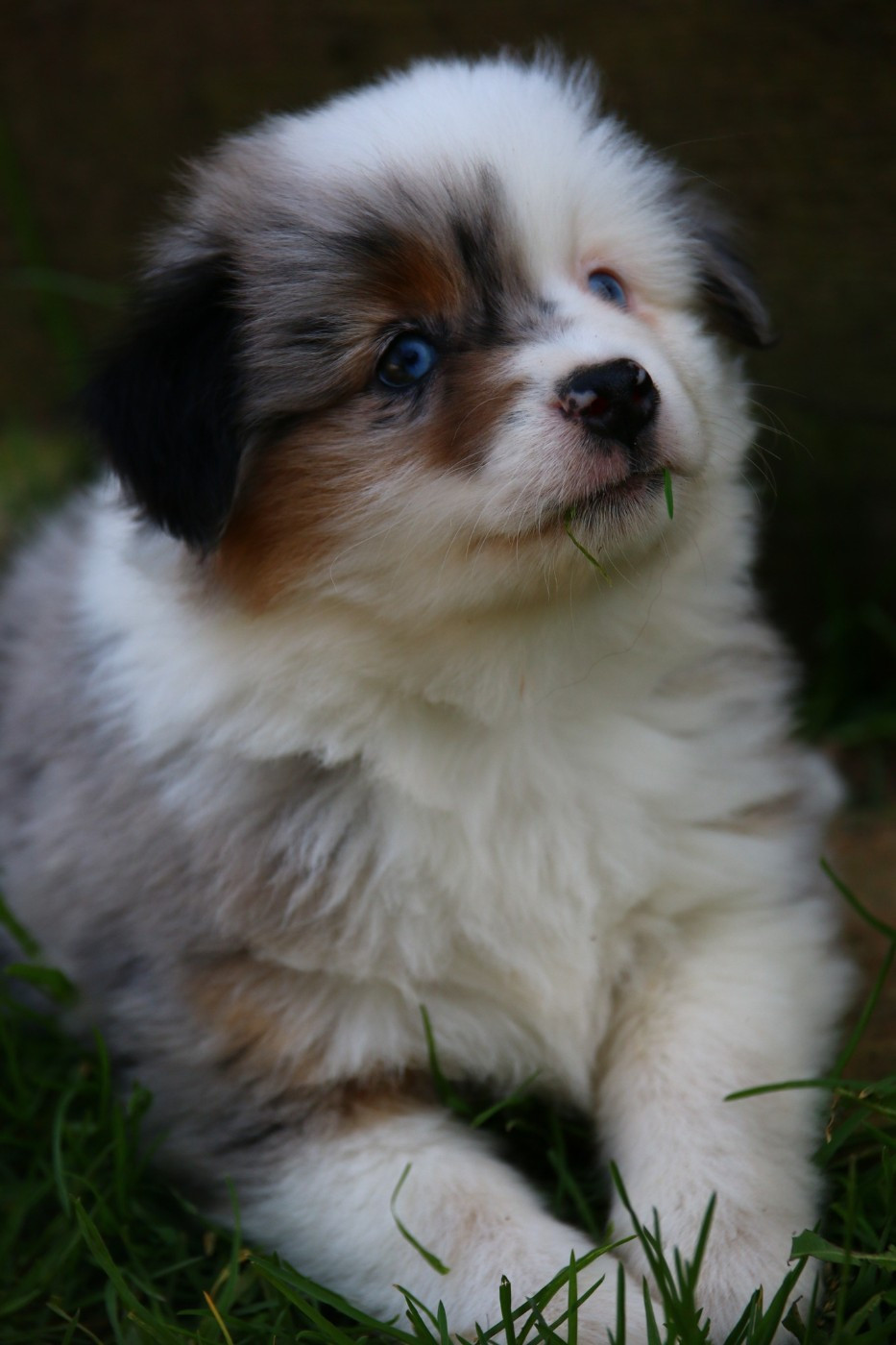 du temple de Palés - Chiots disponibles - Berger Américain Miniature 