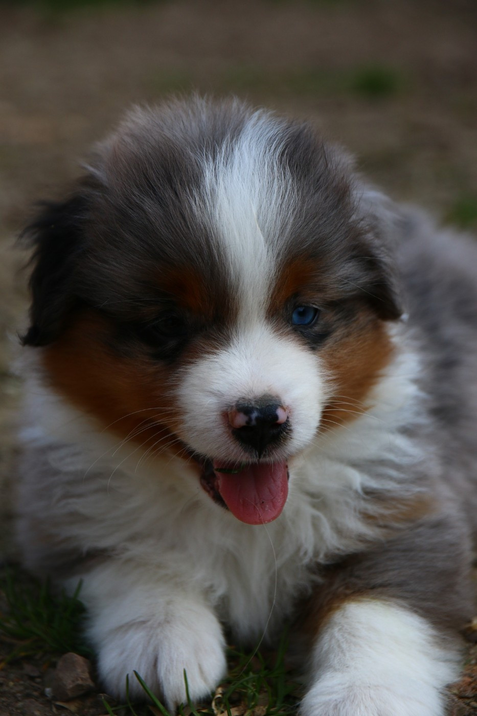 du temple de Palés - Chiots disponibles - Berger Américain Miniature 