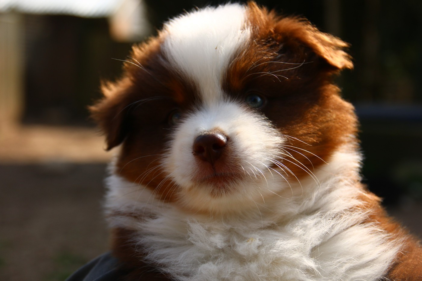 du temple de Palés - Chiots disponibles - Berger Américain Miniature 