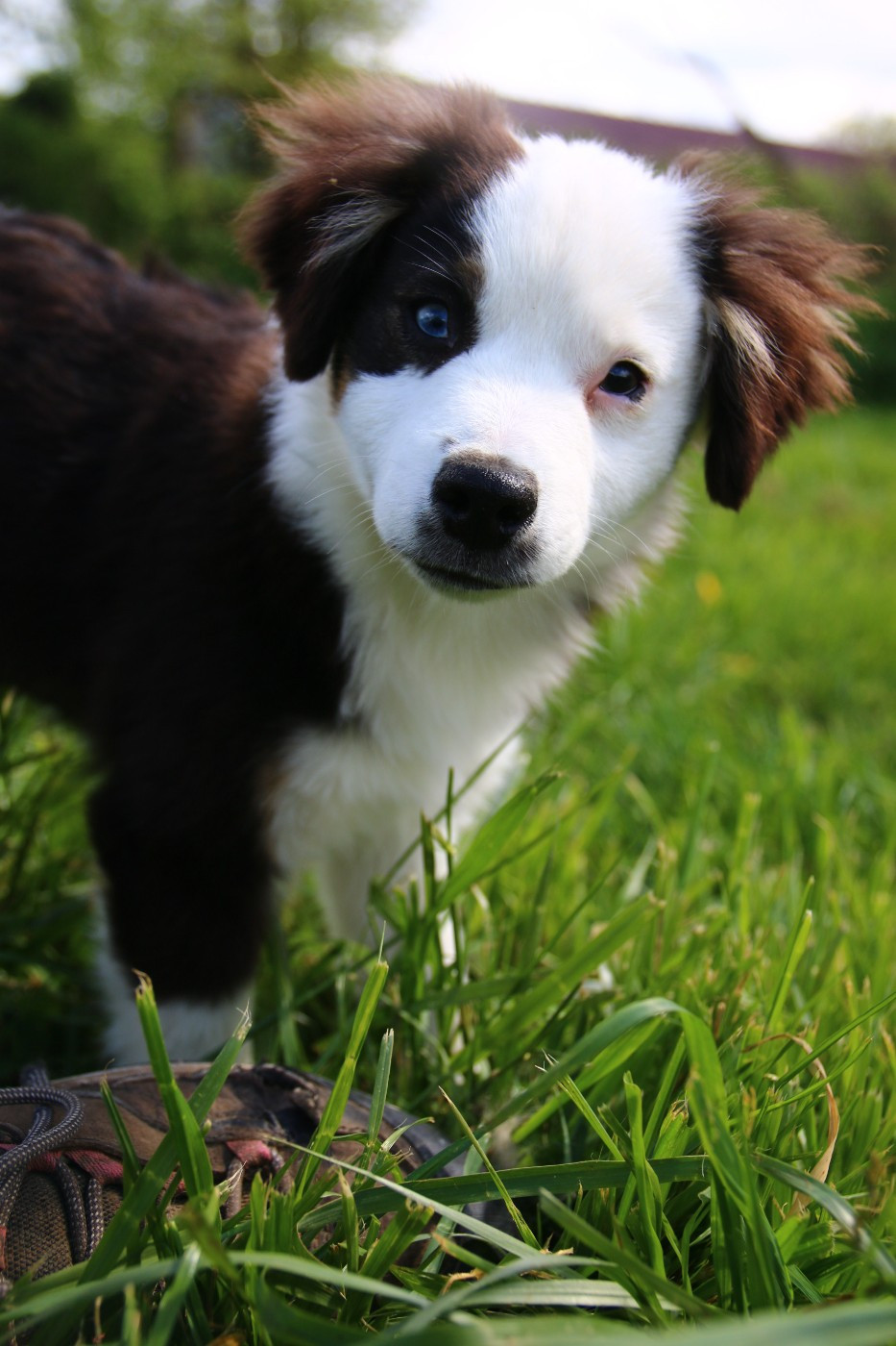 du temple de Palés - Chiots disponibles - Berger Américain Miniature 