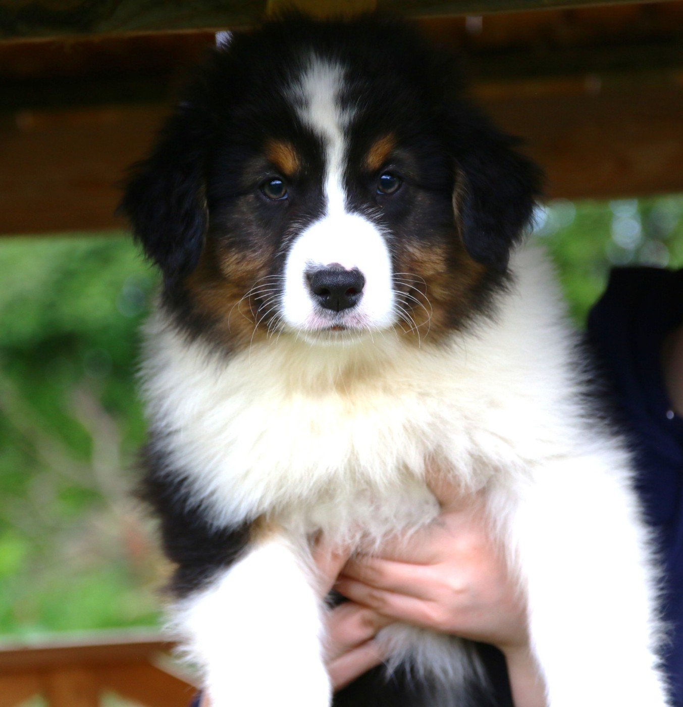 du temple de Palés - Chiots disponibles - Berger Australien