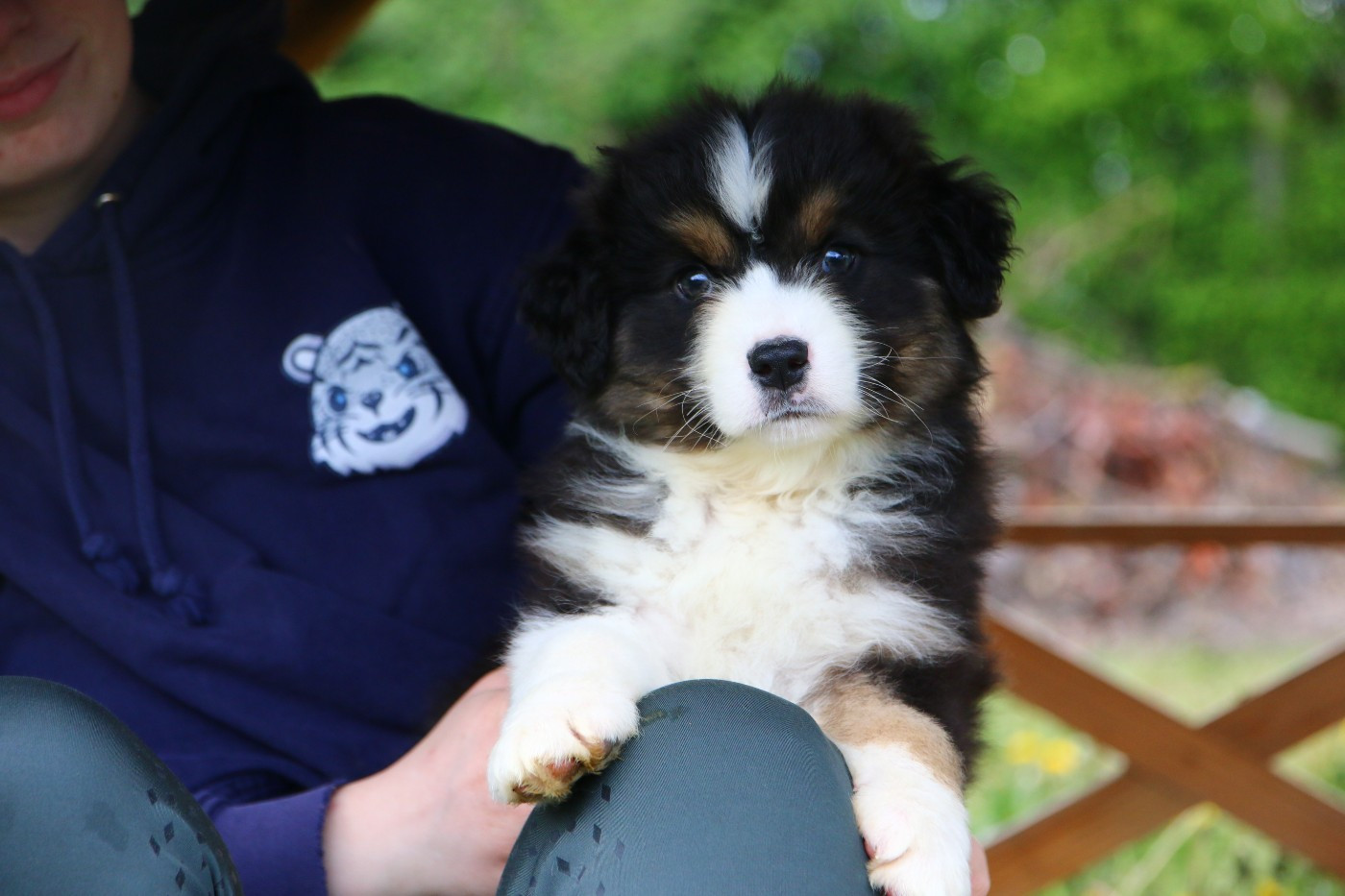 du temple de Palés - Chiots disponibles - Berger Australien