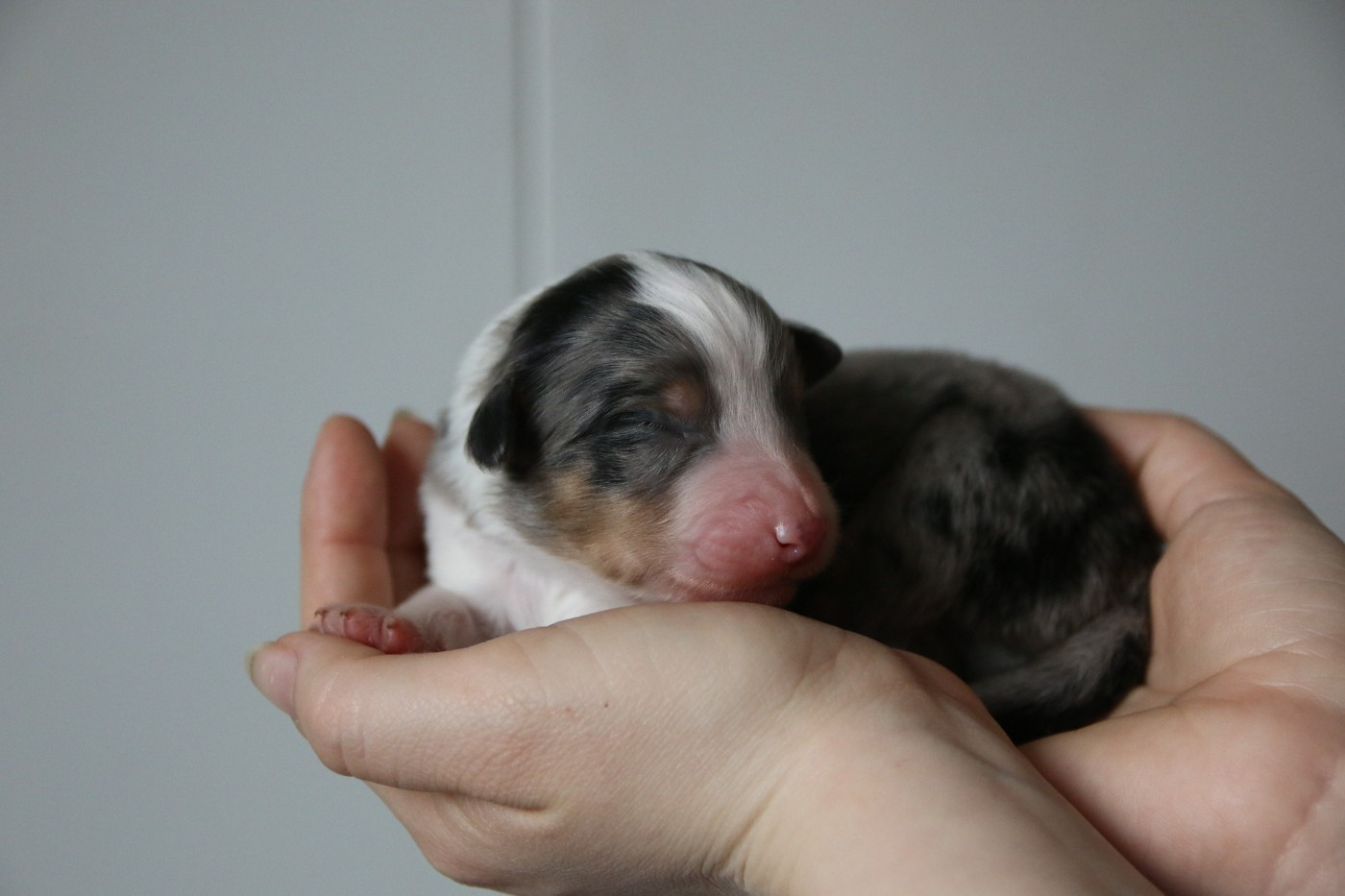 du temple de Palés - Chiots disponibles - Berger Américain Miniature 