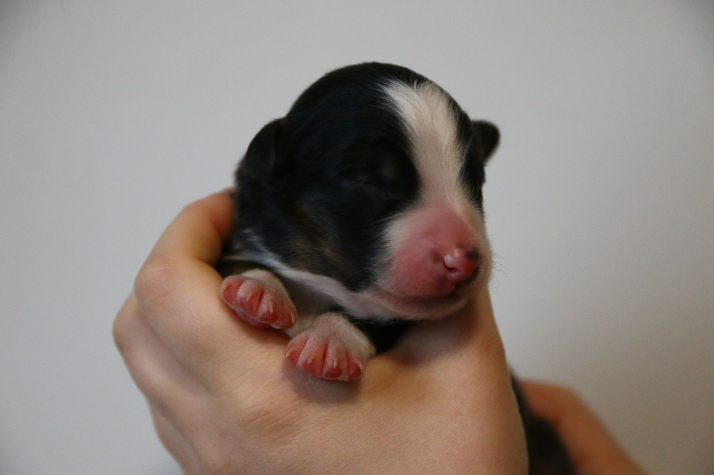 du temple de Palés - Chiots disponibles - Berger Australien